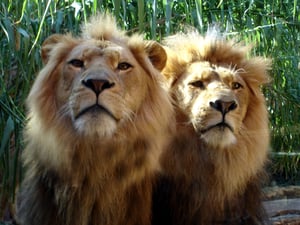 RN Recruitment Event at the Virginia Zoo